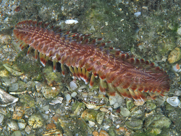 Blackline Fireworm - Chloeia viridis - Blue Heron Bridge, Florida