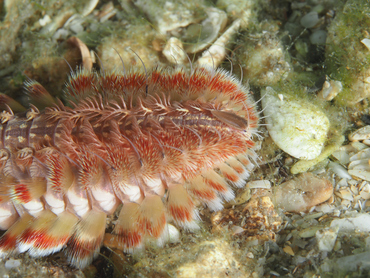 Blackline Fireworm - Chloeia viridis - Blue Heron Bridge, Florida