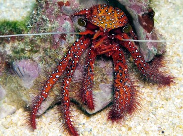 White-Spotted Hermit Crab - Dardanus megistos - Yap, Micronesia