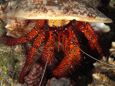 White-Spotted Hermit Crab - Dardanus megistos - Wakatobi, Indonesia