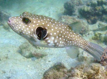 Whitespotted Puffer - Arothron hispidus - Big Island, Hawaii