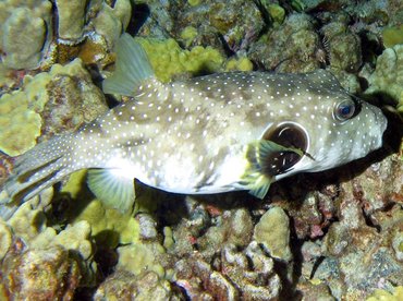 Whitespotted Puffer - Arothron hispidus - Palau