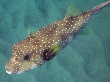 Whitespotted Puffer - Arothron hispidus - Maui, Hawaii