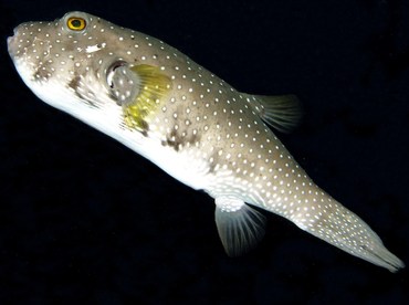 Whitespotted Puffer - Arothron hispidus - Palau