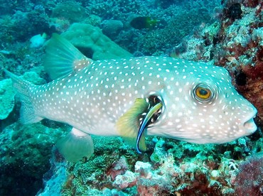 Whitespotted Puffer - Arothron hispidus - Palau