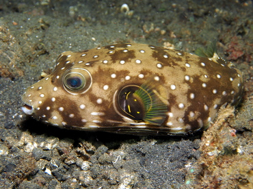 Whitespotted Puffer - Arothron hispidus - Lembeh Strait, Indonesia