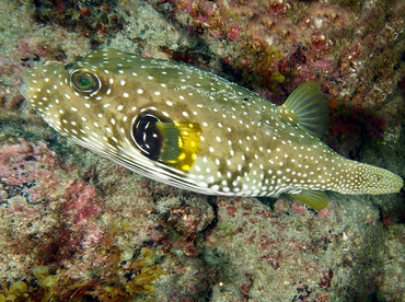 Whitespotted Puffer - Arothron hispidus - Cabo San Lucas, Mexico