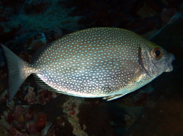 Whitespotted Rabbitfish - Siganus canaliculatus - Palau