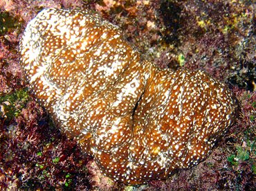 Whitespotted Sea Cucumber - Actinopyga varians - Maui, Hawaii