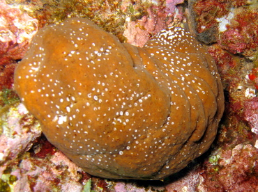 Whitespotted Sea Cucumber - Actinopyga varians - Maui, Hawaii