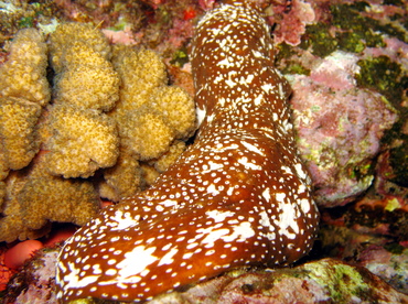 Whitespotted Sea Cucumber - Actinopyga varians - Maui, Hawaii