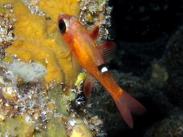 Whitestar Cardinalfish - Apogon lachneri - Grand Cayman