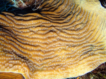 Whitestar Sheet Coral - Agaricia lamarcki - Nassau, Bahamas