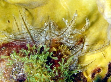 White Stinger - Macrorhynchia philippia - St Thomas, USVI