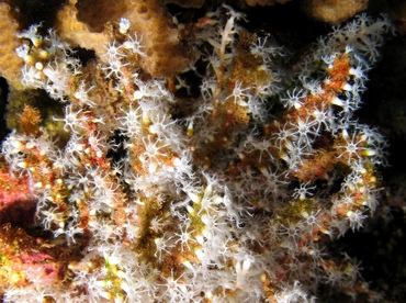 White Telesto - Carijoa riisei - Lanai, Hawaii