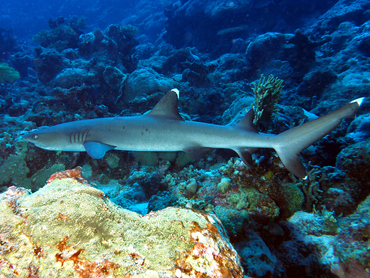 Whitetip Reef Shark - Triaenodon obesus - Great Barrier Reef, Australia