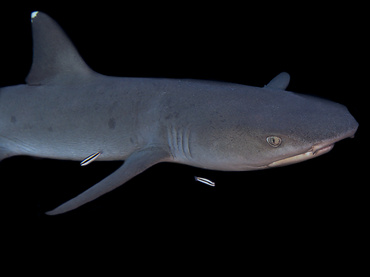 Whitetip Reef Shark - Triaenodon obesus - Coral Sea, Australia