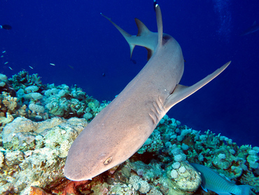 Whitetip Reef Shark - Triaenodon obesus - Coral Sea, Australia