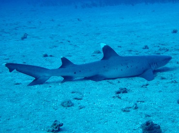 Whitetip Reef Shark - Triaenodon obesus - Maui, Hawaii