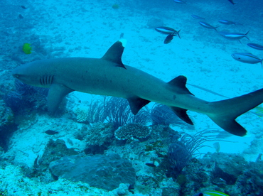 Whitetip Reef Shark - Triaenodon obesus - Fiji