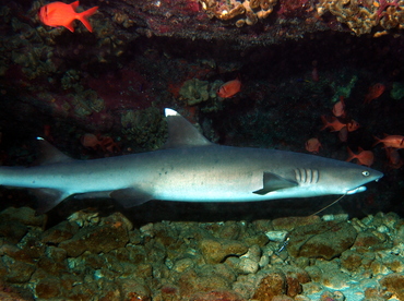 Whitetip Reef Shark - Triaenodon obesus - Big Island, Hawaii