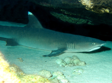 Whitetip Reef Shark - Triaenodon obesus - Big Island, Hawaii