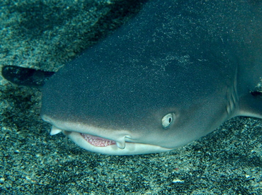 Whitetip Reef Shark - Triaenodon obesus - Big Island, Hawaii