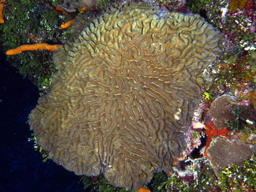 Whitevalley Maze Coral - Meandrina jacksoni - Cozumel, Mexico