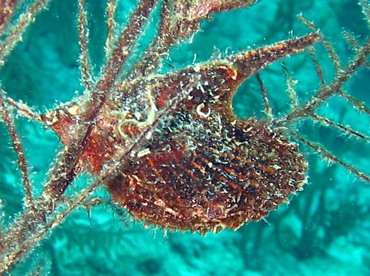 Atlantic Wing-Oyster - Pteria colymbus - Nassau, Bahamas