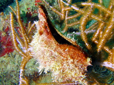 Atlantic Wing-Oyster - Pteria colymbus - Islamorada, Florida