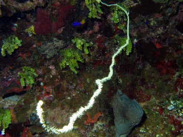 Wire Coral - Cirrhipathes leutkeni - Turks and Caicos