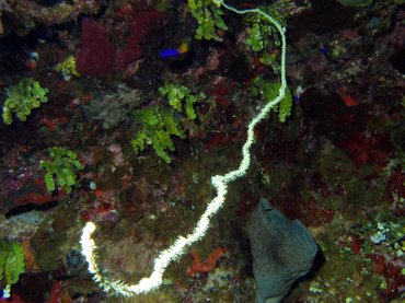 Wire Coral - Stichopathes luetkeni - Turks and Caicos