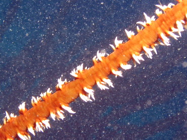 Wire Coral - Cirrhipathes leutkeni - Aruba
