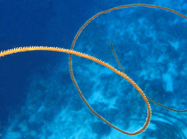 Wire Coral - Cirrhipathes leutkeni - Nassau, Bahamas