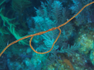 Wire Coral - Stichopathes luetkeni - Turks and Caicos