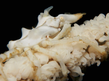 Wire Coral Crab - Xenocarcinus tuberculatus - Lembeh Strait, Indonesia
