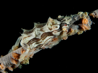 Wire Coral Crab - Xenocarcinus tuberculatus - Palau