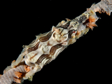 Wire Coral Crab - Xenocarcinus tuberculatus - Palau