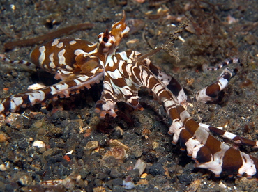 Wonderpus - Wunderpus photogenicus - Lembeh Strait, Indonesia