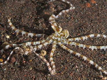 Wunderpus Octopus - Wunderpus photogenicus - Bali, Indonesia