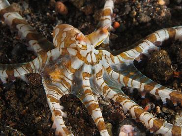 Wunderpus Octopus - Wunderpus photogenicus - Bali, Indonesia