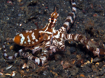 Wunderpus Octopus - Wunderpus photogenicus - Lembeh Strait, Indonesia