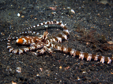 Wunderpus Octopus - Wunderpus photogenicus - Lembeh Strait, Indonesia