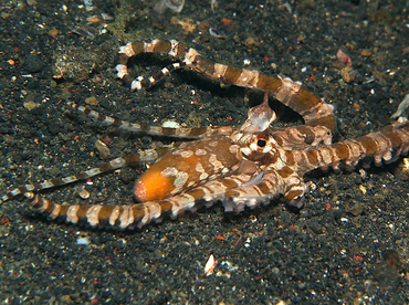 Wunderpus Octopus - Wunderpus photogenicus - Lembeh Strait, Indonesia