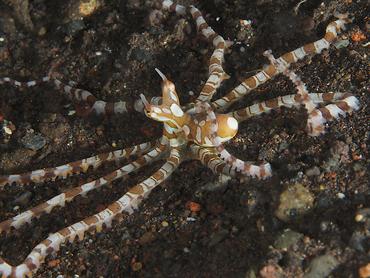 Wunderpus Octopus - Wunderpus photogenicus - Bali, Indonesia