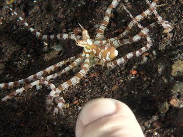 Wunderpus Octopus - Wunderpus photogenicus - Bali, Indonesia