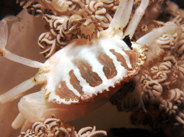 Xenia Swimming Crab - Caphyra sp. 1 - Lembeh Strait, Indonesia