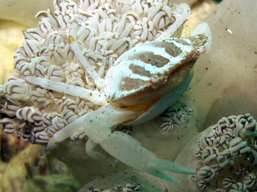 Xenia Swimming Crab - Caphyra sp. 1 - Lembeh Strait, Indonesia