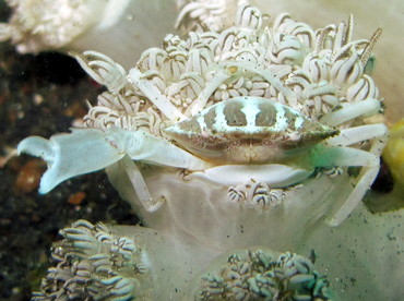 Xenia Swimming Crab - Caphyra sp. 1 - Lembeh Strait, Indonesia