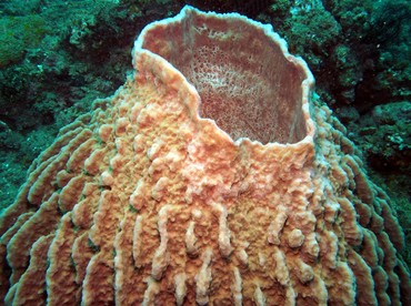 Barrel Sponge - Xestospongia testudinaria - Dumaguete, Philippines